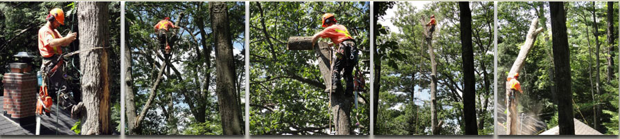 boshkung lake tree service professional arborists provide dangerous tree care and removal
